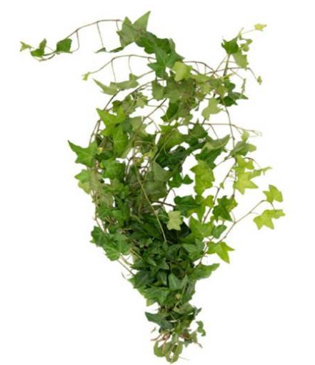 Ivy