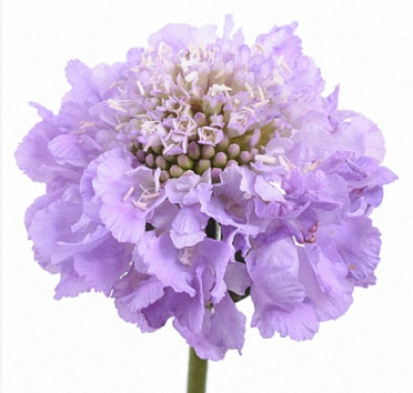 Scabiosa