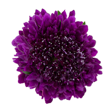 Scabiosa