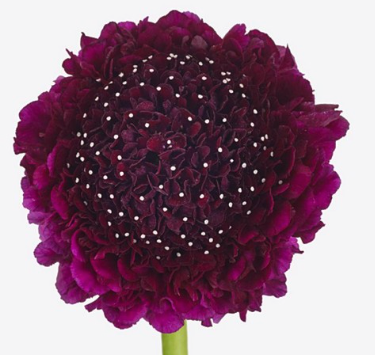 Scabiosa