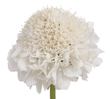 Scabiosa