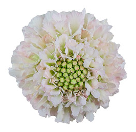 Scabiosa