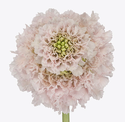 Scabiosa