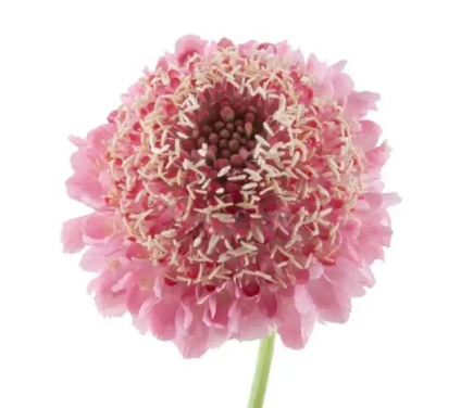 Scabiosa