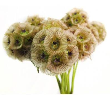 Scabiosa