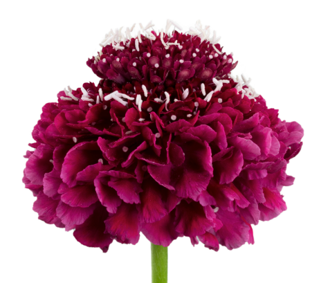 Scabiosa
