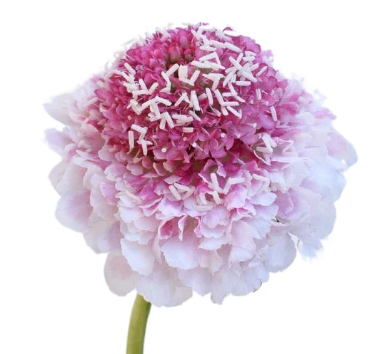 Scabiosa