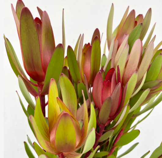 Protea