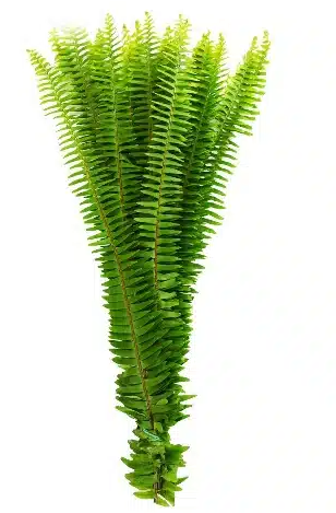 Fern