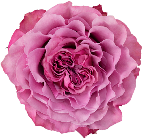 Lavender Country Blues Rose