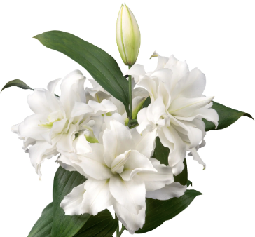 Lily Oriental- Roselily White