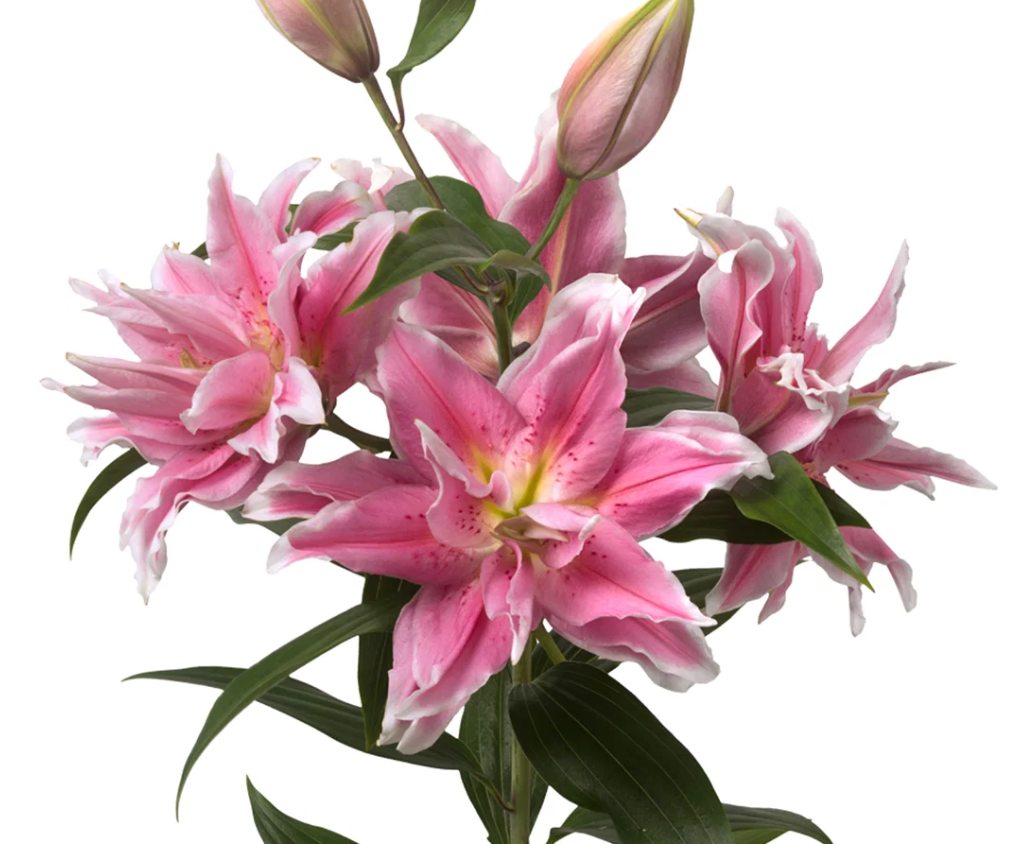 Lily Pink Rose