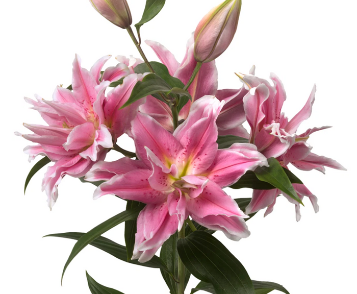 Lily Pink Rose