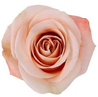 Peach Ocean Mist Rose