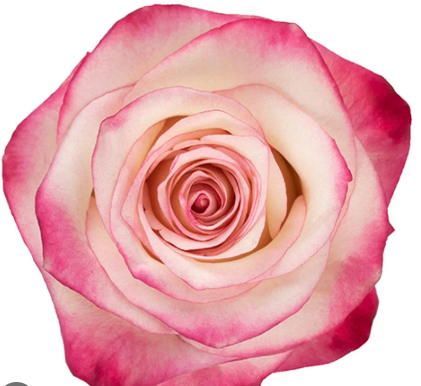 Pink Bi-Color Rose Paloma