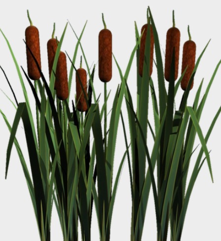 Cattails