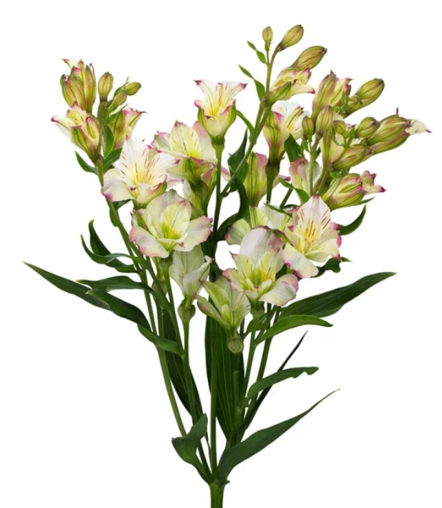Alstroemeria Florinca