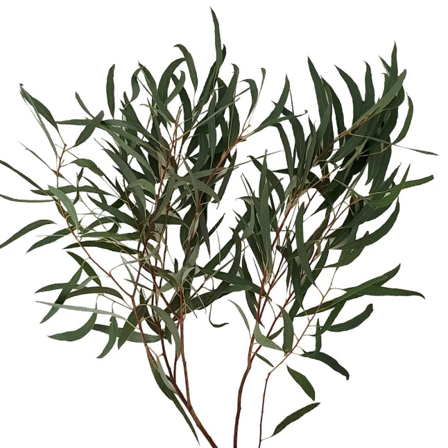 Eucalyptus Willow