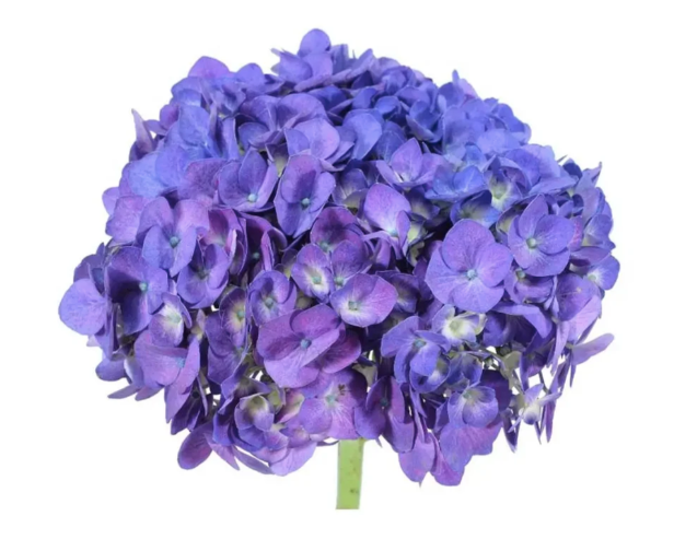 Hydrangea