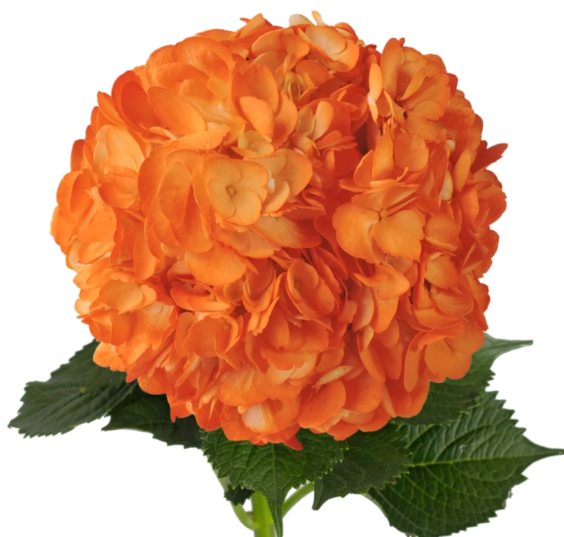 Hydrangea