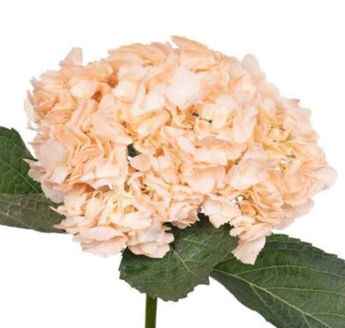 Hydrangea