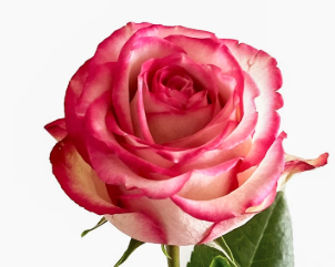 Pink Bi-Color Rose Paloma