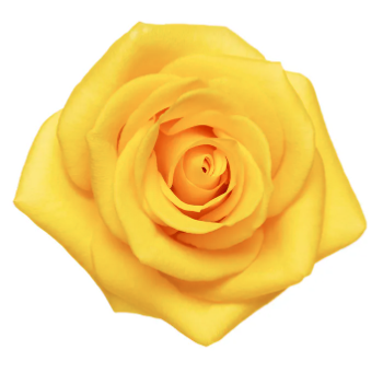 Yellow Moment Rose