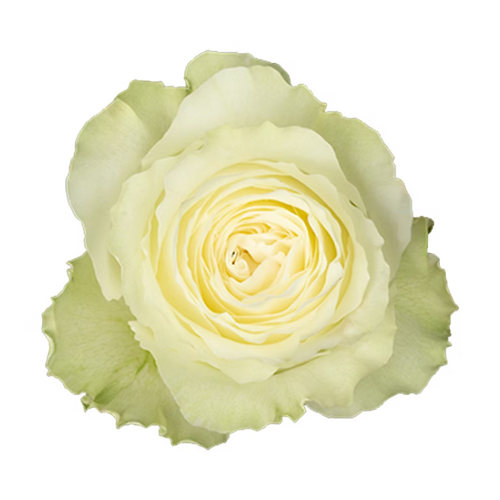 White Siente Rose