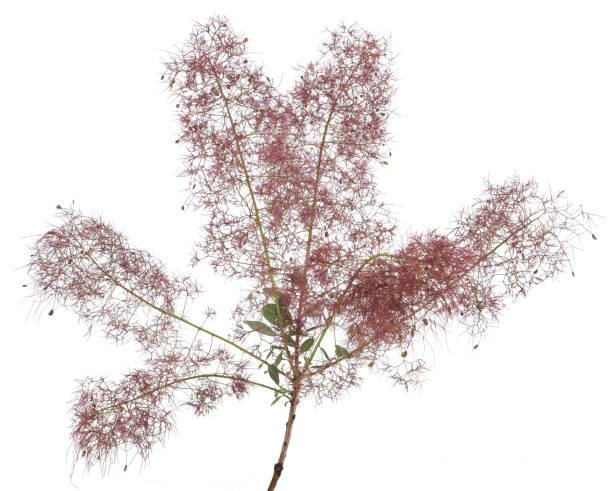 Smokebush