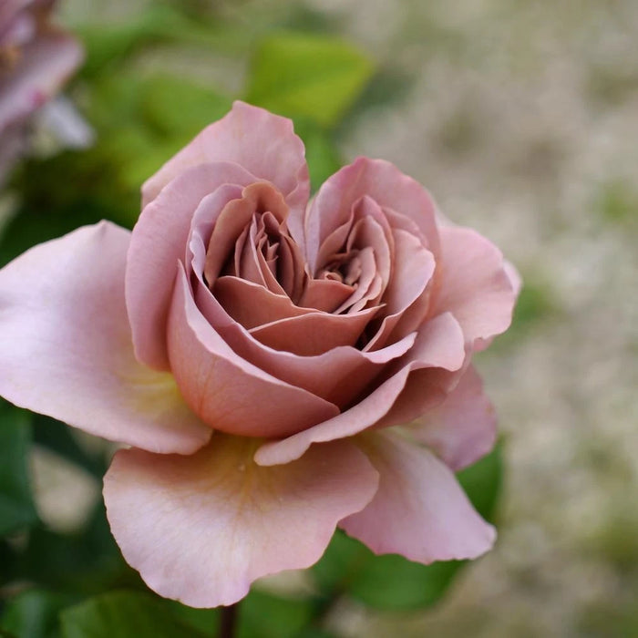 Spray Rose - Caffe Latto