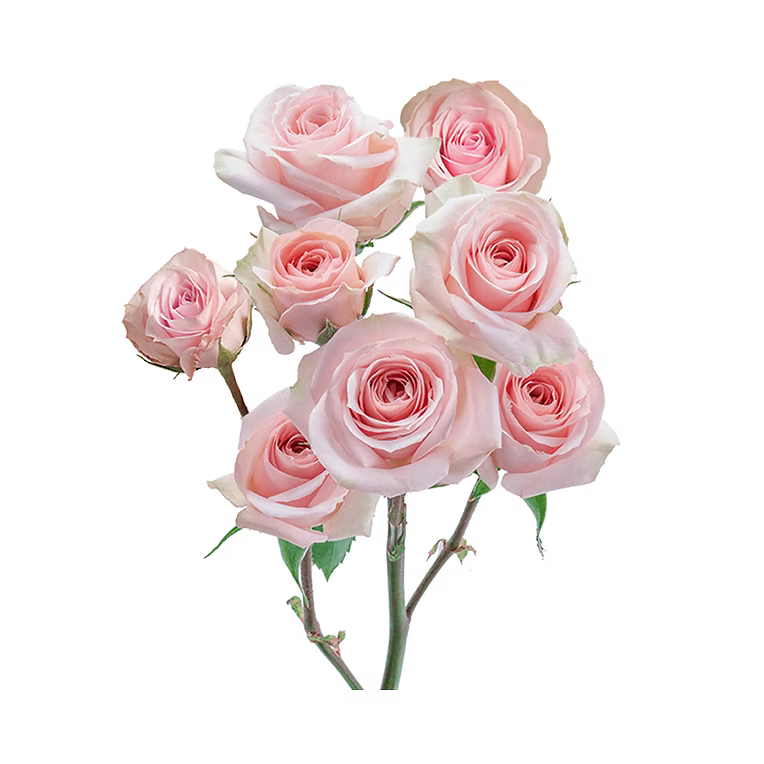 Star Blush Spray Rose