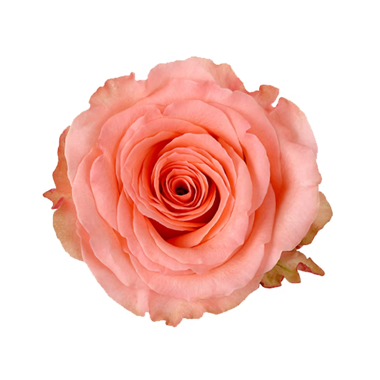 Coral Superstition Rose