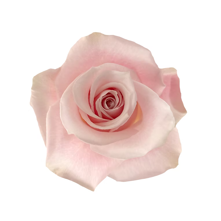 Light Pink Sweet Eskimo Rose