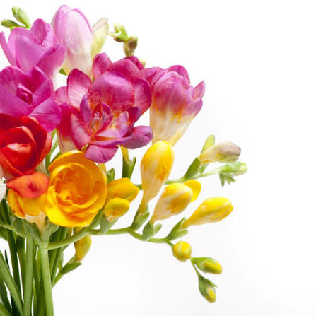 Freesia
