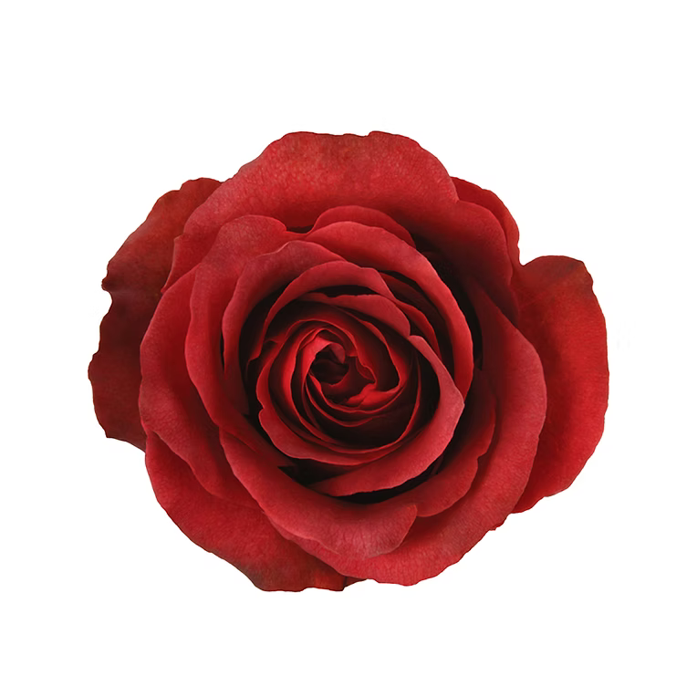 Terracota Matilda Rose