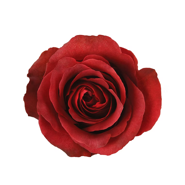 Terracota Matilda Rose