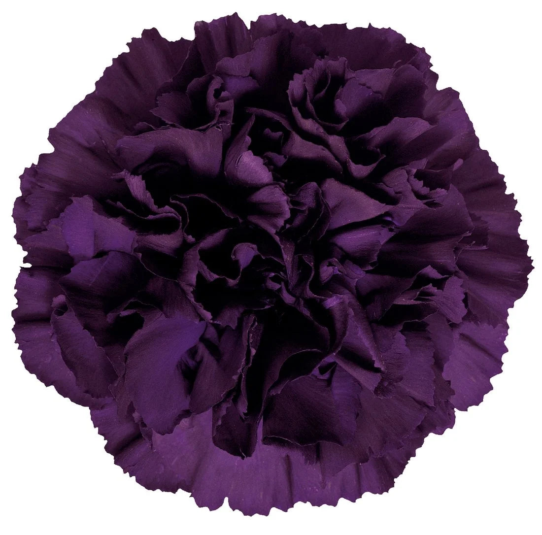 Carnation