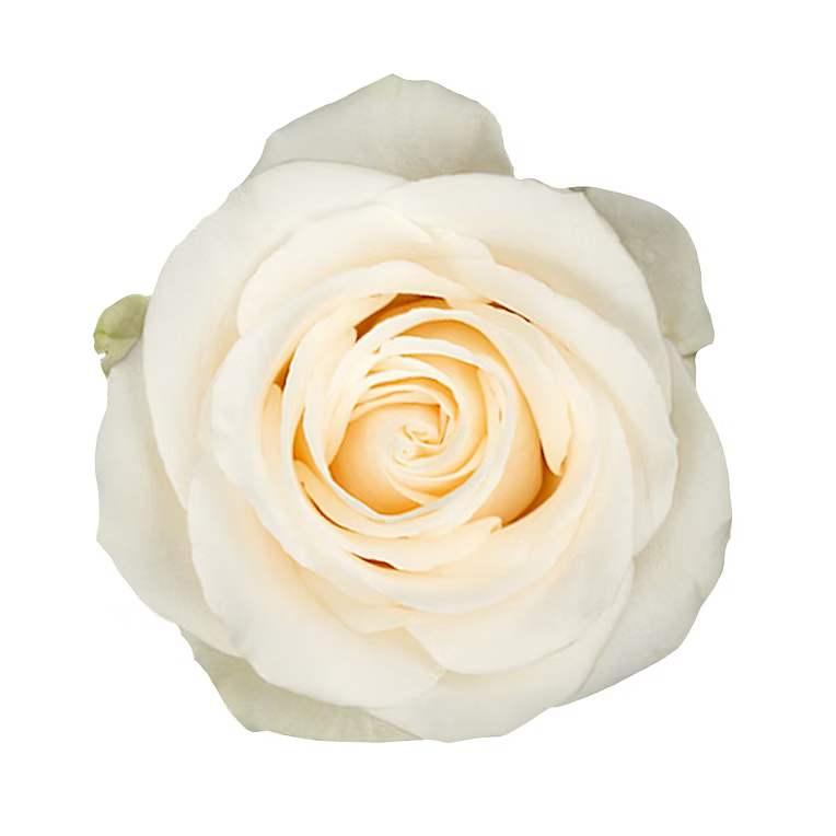 Cream Vendela Rose