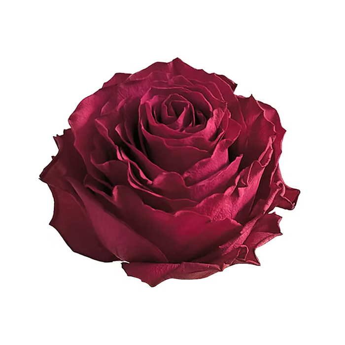 Pink Venturosa Rose
