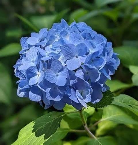 Hydrangea- Blue