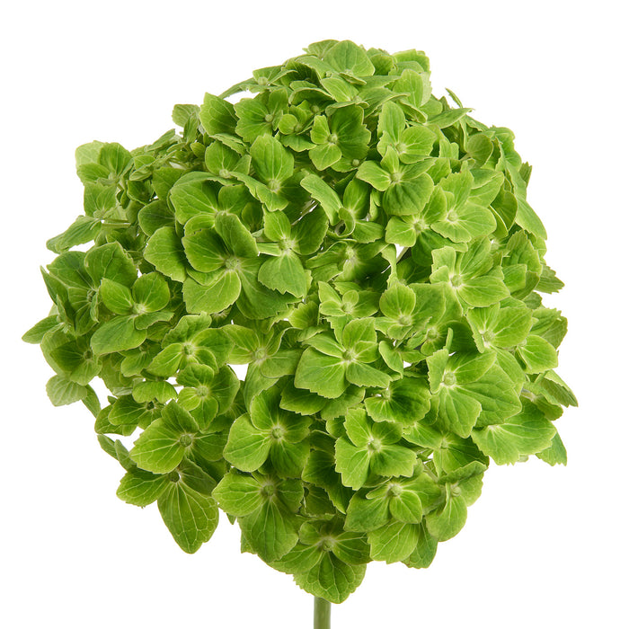 Hydrangea - Green Emerald Select