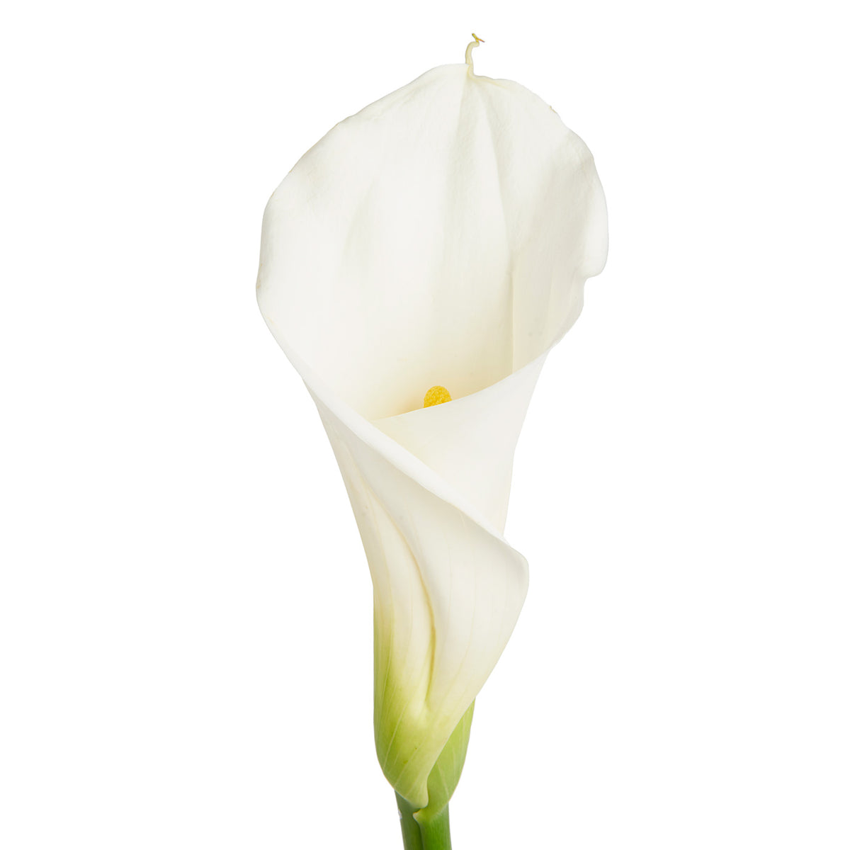 Calla Lily