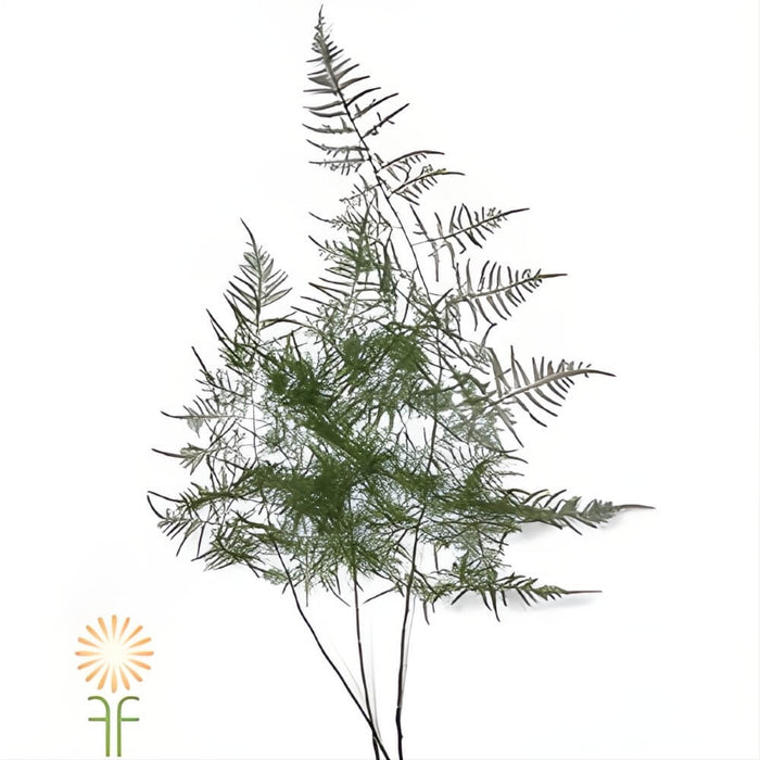 Plumosa Green Fern
