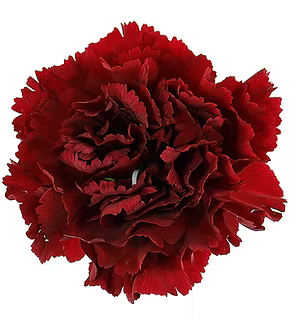 Carnation