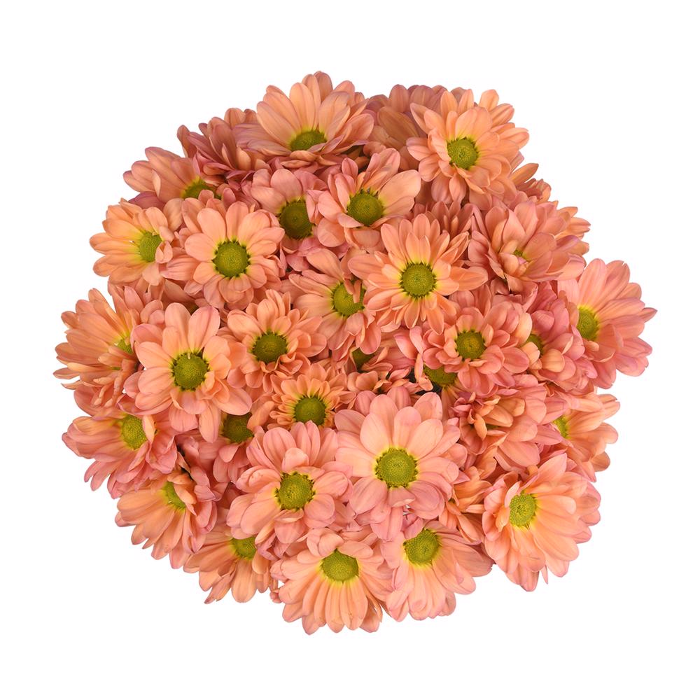 Pompon Daisy