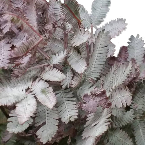 Acacia - Default Title