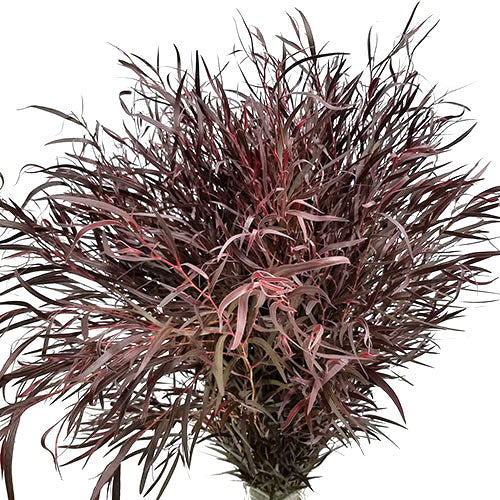 Agonis