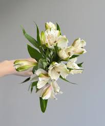 Alstromeria