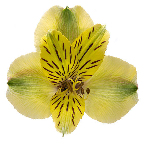 Alstroemeria- Fancy - Fancy- Green