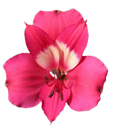 Alstroemeria- Fancy - Fancy- Hot Pink